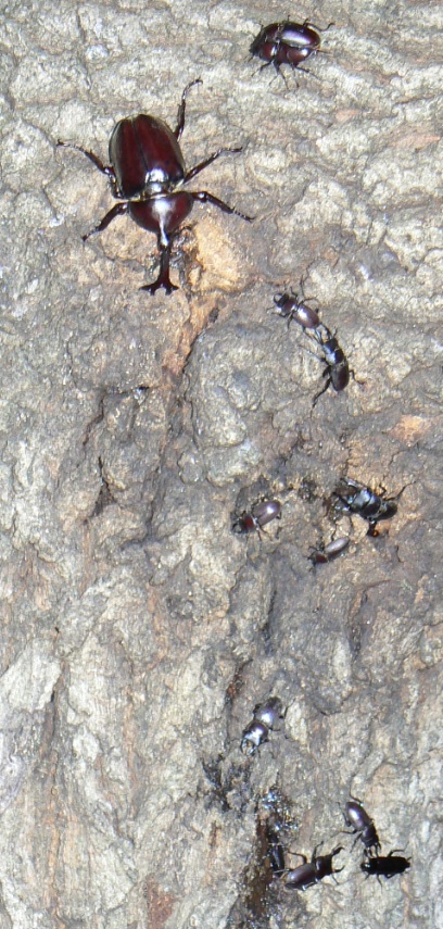 団地前のクヌギ_正面ｰ目線_コクワガタ7♂2♀、ノコギリクワガタペア、カブトムシ1♂ 2021年6月28日 19時55分頃 気温25度